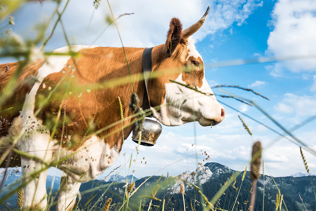 Website-Kuh-1 Tegernsee Schliersee Luftaufnahme
